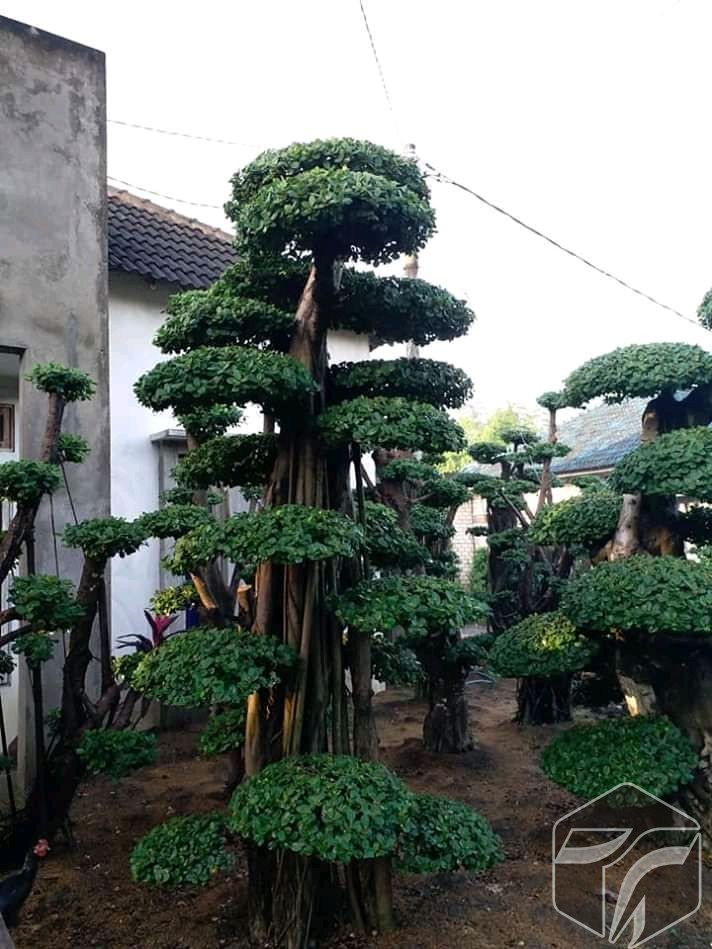 Beringin Korea