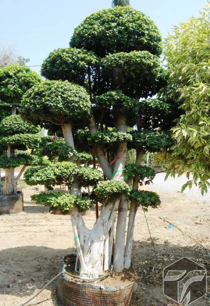 Bonsai Beringin