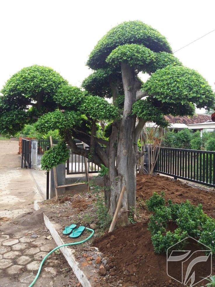 Harga Pohon Bonsai Beringin Korea