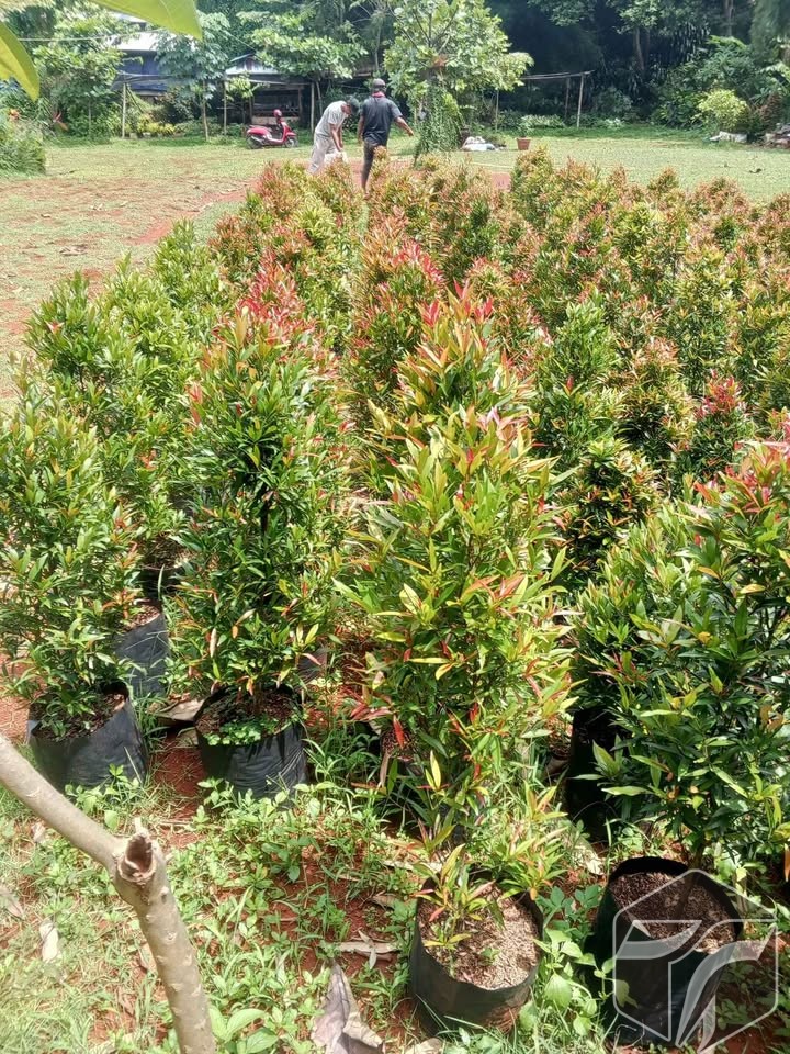Harga Pohon Pucuk Merah