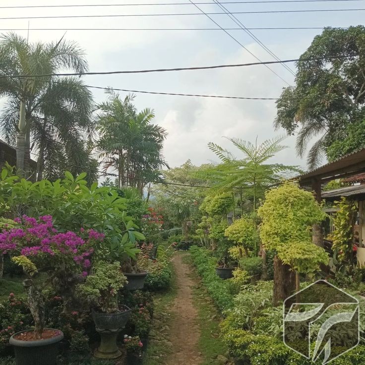 Jual Aneka Tanaman Hias