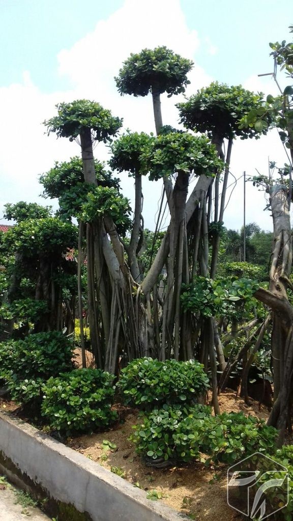 Jual Bonsai Beringin Korea
