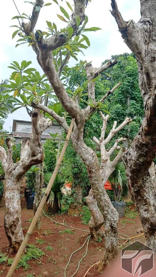 Jual Pohon Kamboja Fosil
