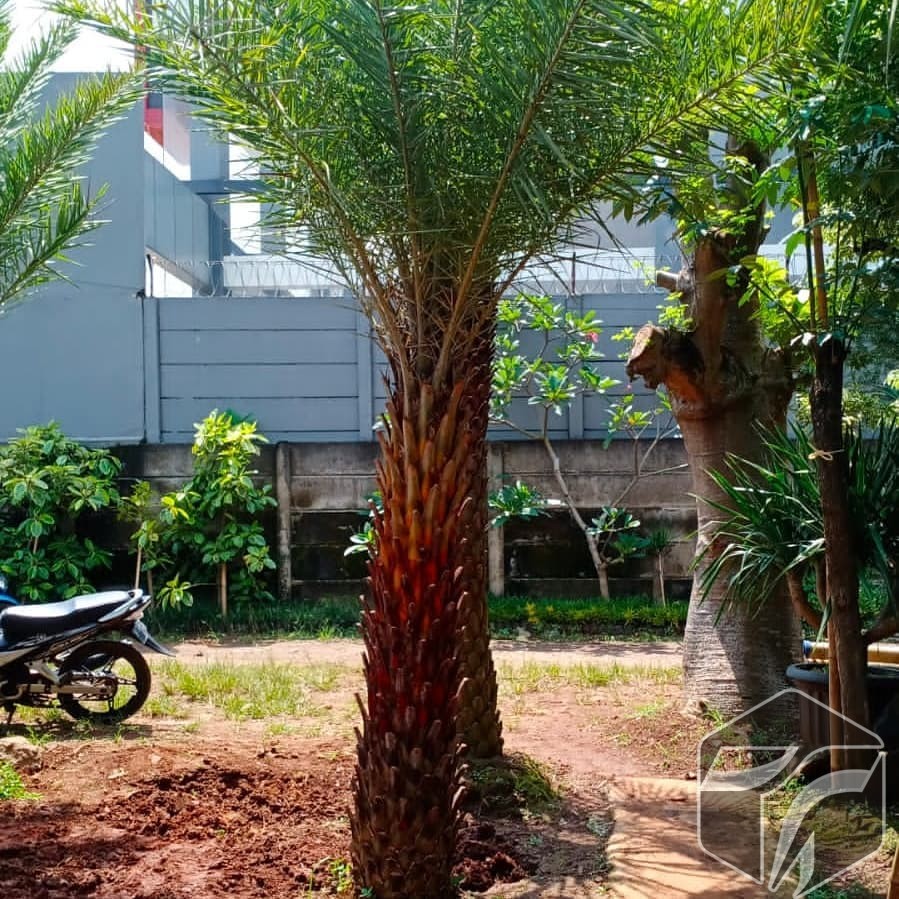 Jual Pohon Palem Kenari