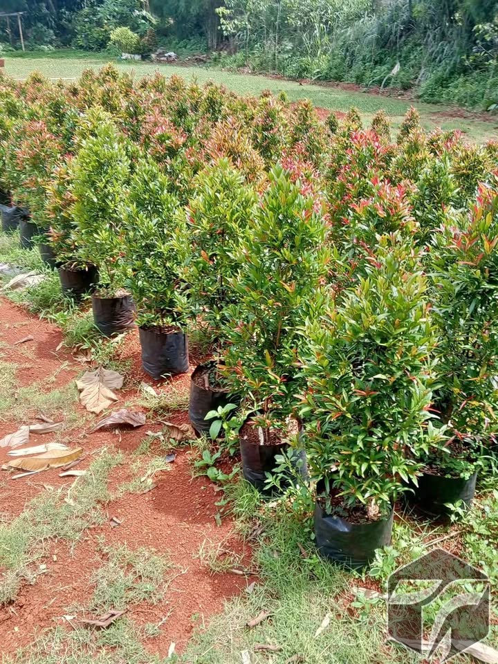 Jual Pohon Pucuk Merah