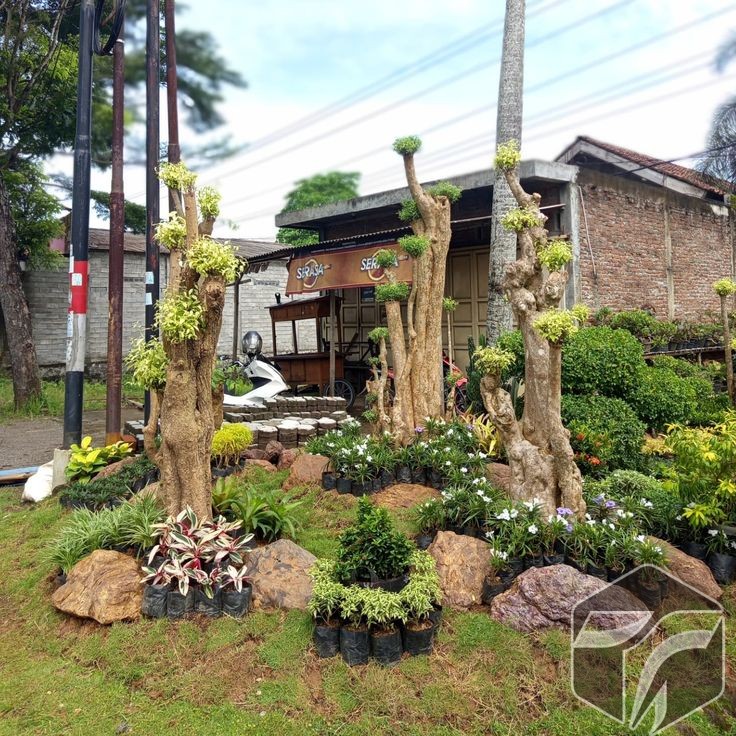 Jual Tanaman Hias Murah