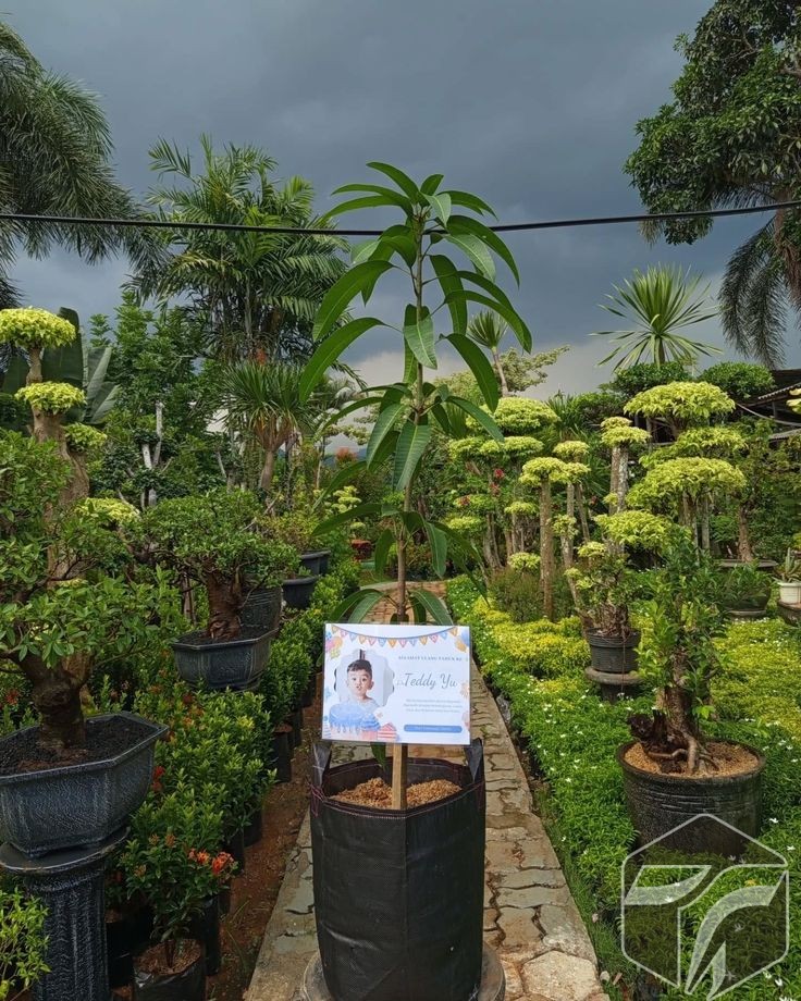 Jual Tanaman Hias di Depok