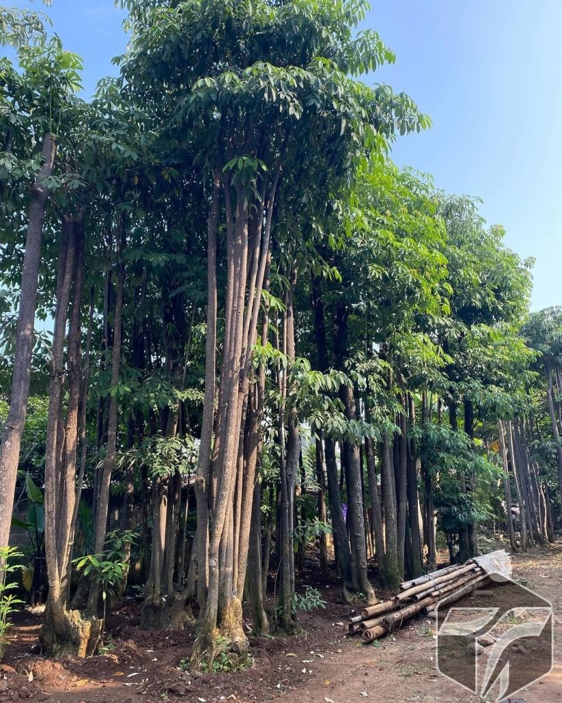 Jual aneka Tanaman Peneduh