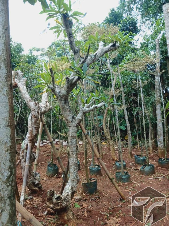 Kamboja Fosil Murah