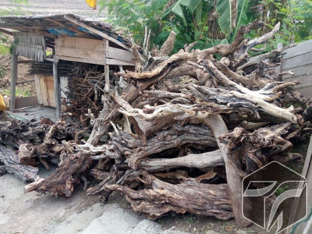 Kayu Satingi murah