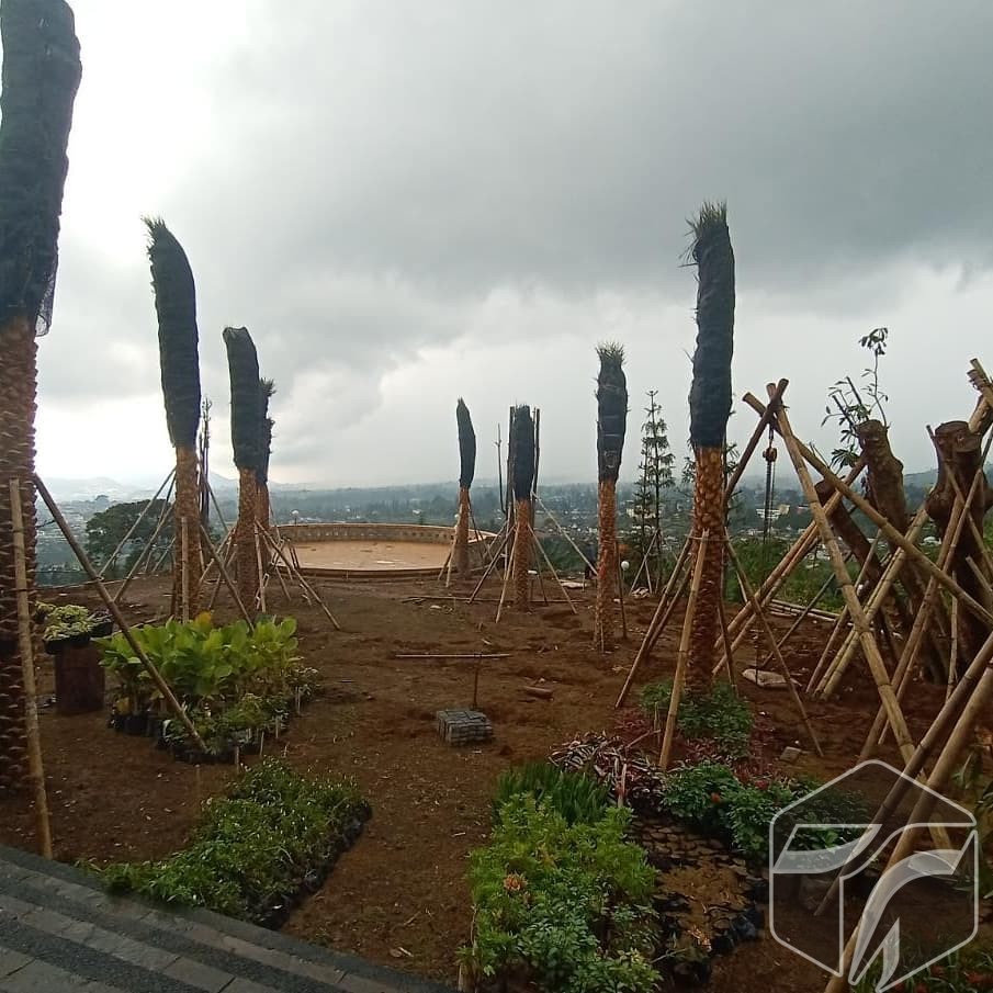 Penanaman Pohon Palem Kenari