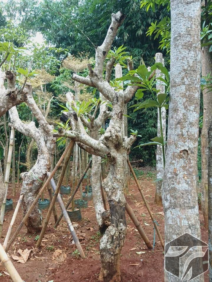 Pohon Kamboja Fosil