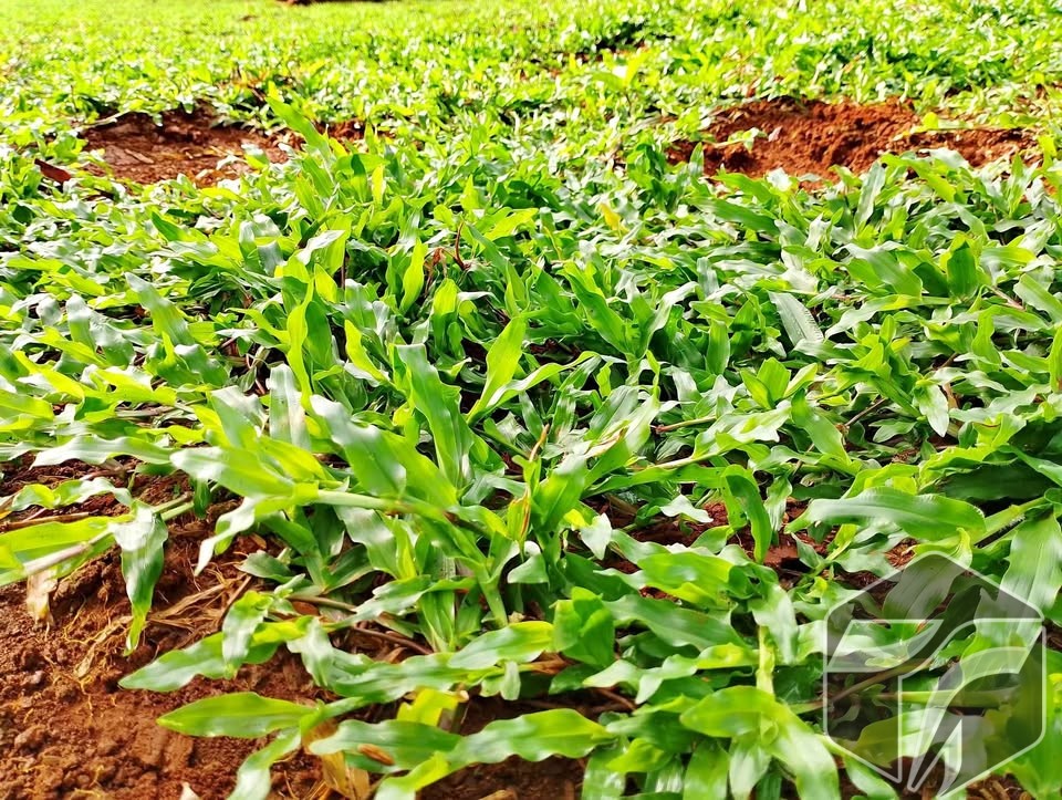 Rumput Gajah Biasa