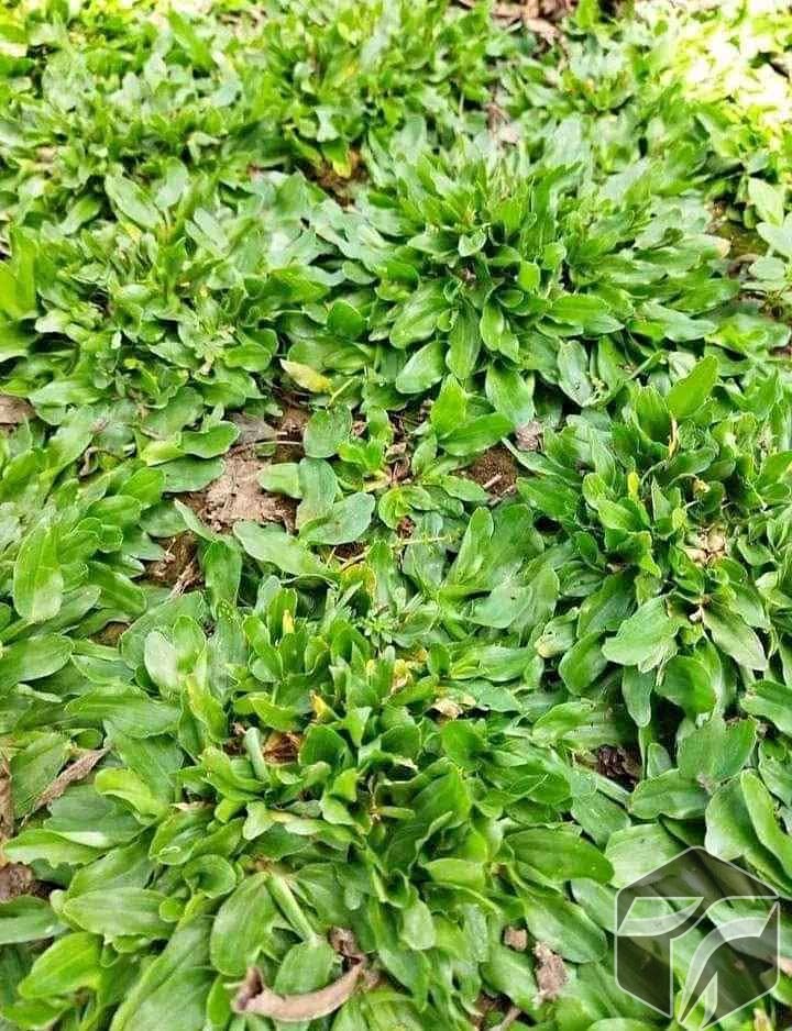 Rumput Gajah Mini