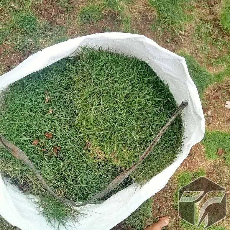 Rumput Jepang
