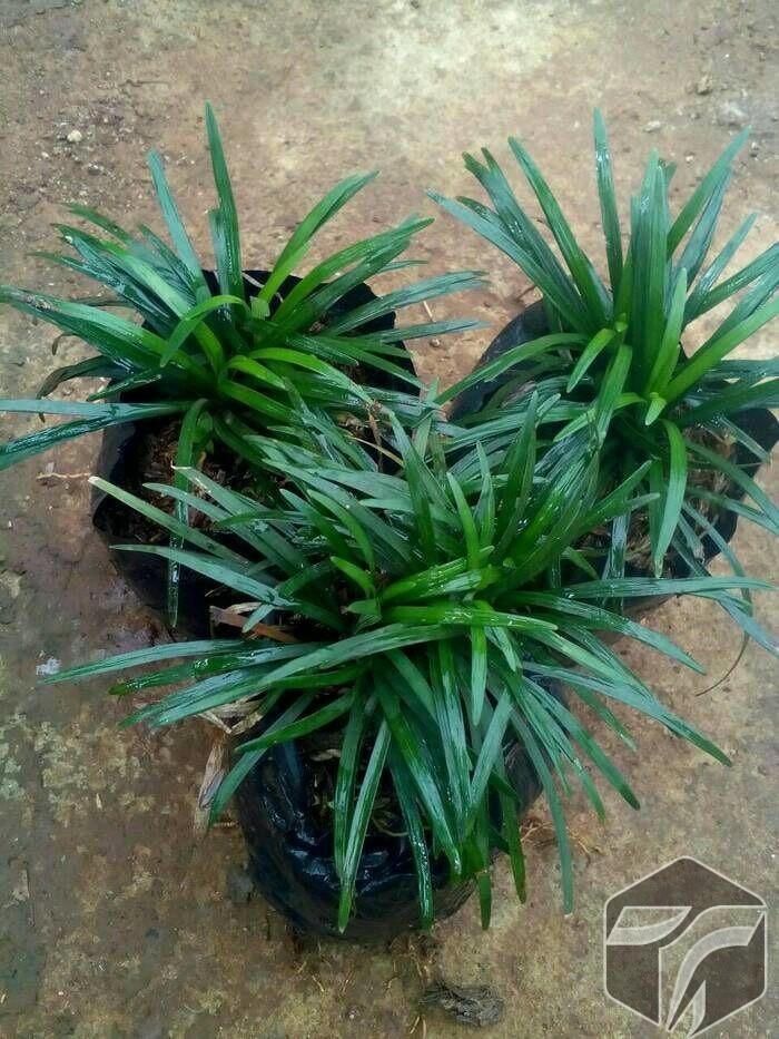Rumput Kucai