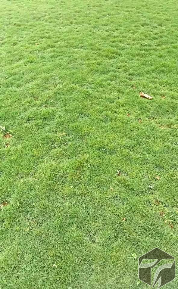 Rumput Swiss