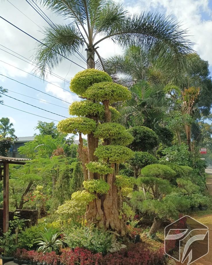 Tanaman Hias Murah