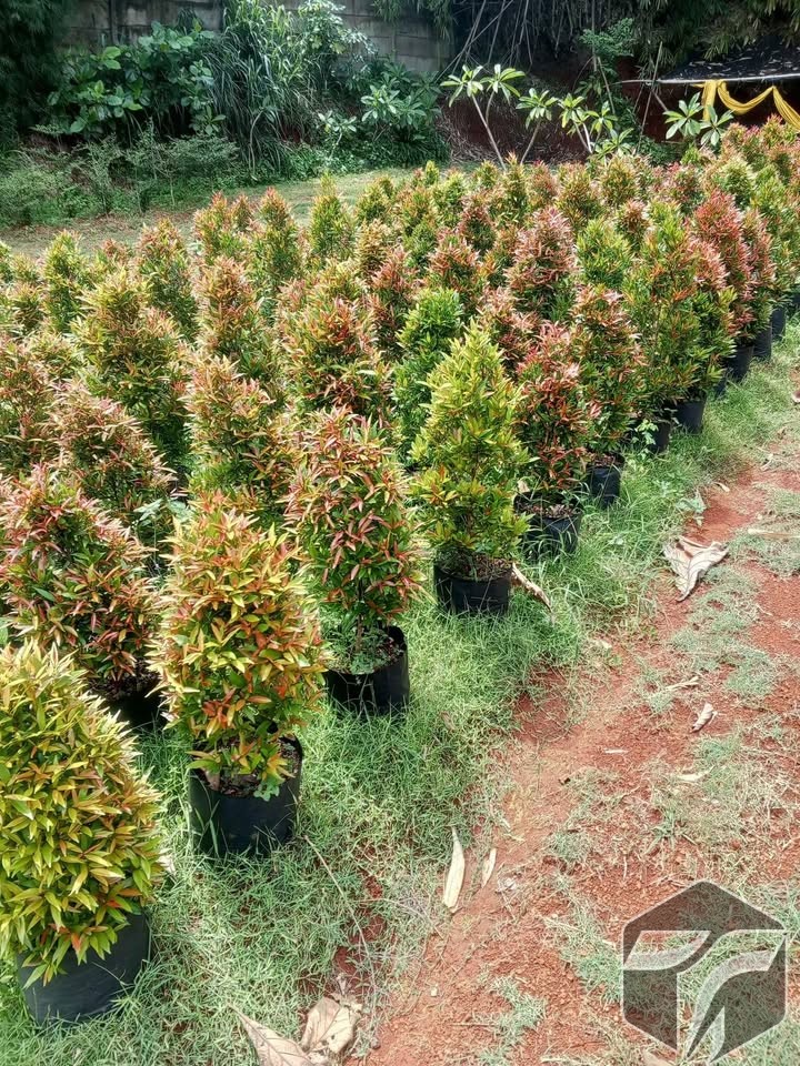 Tukang Pohon Pucuk Merah