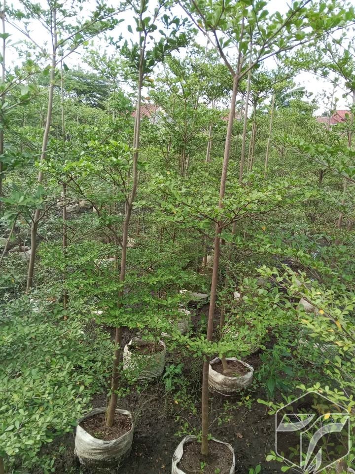 harga pohon ketapang kencana