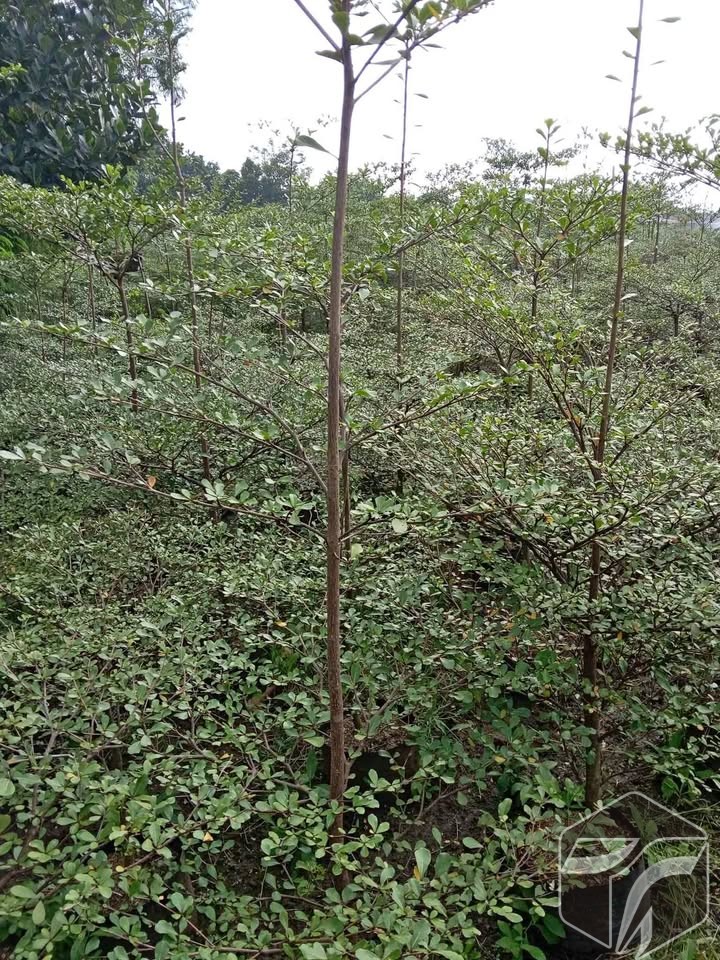 jual pohon ketapang kencana