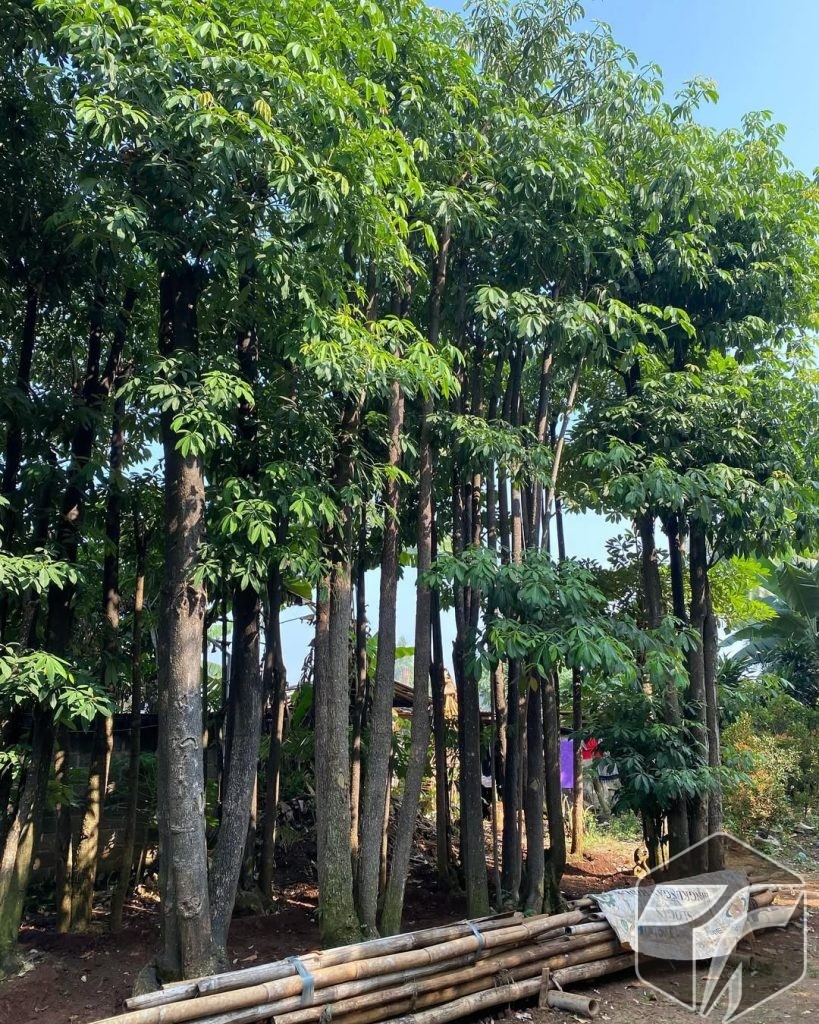 jual pohon pelindung besar