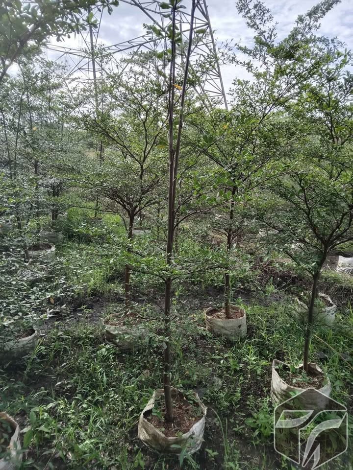 ketapang kencana